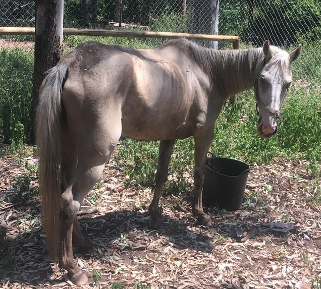 lexie the horse before rspca care